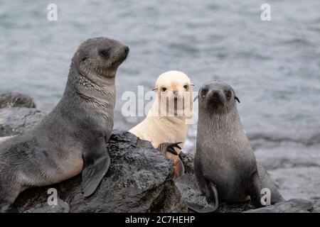 Uno su mille, leucaristico foca antartica, amicizia, pigmento, anamolia, bellezza della natura, animale raro, cuccioli foca pelliccia, tirato fuori, gruppo vivaio, Foto Stock