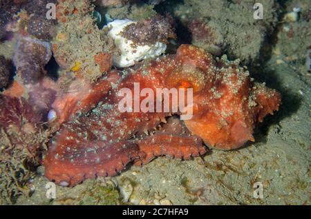 Polpo notturno stellato, Callistoctopus luteus, immersioni notturne, sito di immersione Tasi Tolu, Dili, Timor Est Foto Stock
