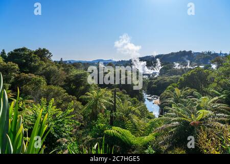 Vista sui geyser di te Puia, te Whakarewarewa Geotermal Valley, Rotorua, Nuova Zelanda Foto Stock