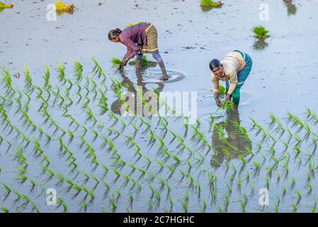 Le donne indiane lavorano insieme sul campo del riso Foto Stock