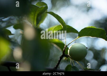 Una mela su un ramo di un albero con foglie verdi. Foto Stock