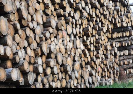 Grande pila di tronchi di legno, blocco di sega e tronchi di specie di conifere, ha visto conifere, vicino alla strada turistica passando foresta immagazzinato l'uno sull'altro. Foto Stock