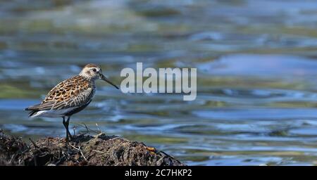 Dunlin, Calidris alpina in piedi sulle alghe, Mar Baltico Foto Stock