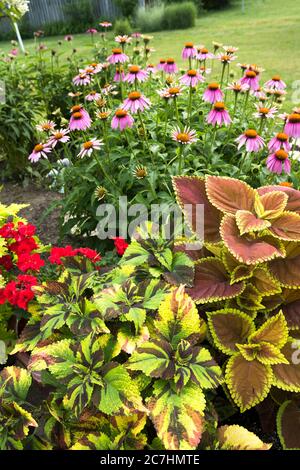 Coleus piante e fiori di coneflowers in piena fioritura in un giardino dell'Indiana Midwest. Foto Stock
