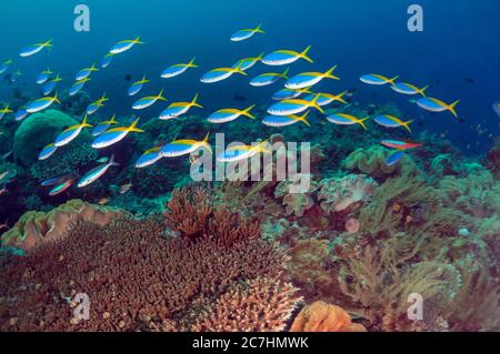 Scuola di Fusiliers blu e giallo, Caesio teres, Mutiny Point sito di immersione, vicino Perai villaggio, Wetar Island, vicino Alor, Indonesia, banda Sea, Pacifico Foto Stock