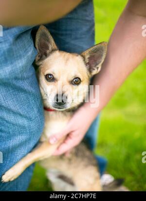 Un cane timido Chihuahua che agguanava la gamba di una persona e guarda la macchina fotografica Foto Stock