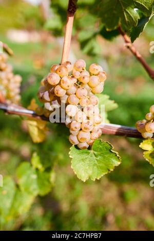 Uva Riesling matura singola sulla vite Foto Stock