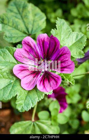 Vigneto verde con fiori di mallow e bug fuoco Foto Stock