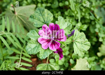 Vigneto verde con fiori di mallow e bug fuoco Foto Stock