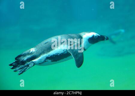 Foto di immersione dei pinguini in acqua. Uno degli animali più popolari dello ZOO di Breslavia. Foto Stock