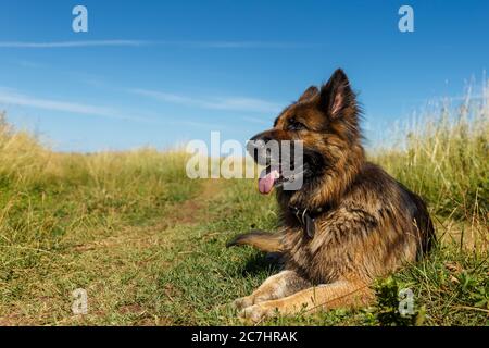 Il cane pastore tedesco giace con la lingua che pende sull'erba contro il cielo blu. Foto Stock