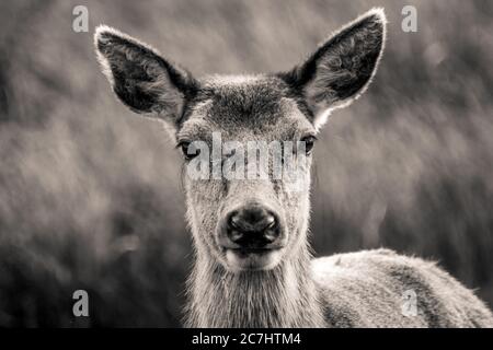 Un closeup bianco e nero di un capriolo in la nuova foresta hampshire Foto Stock