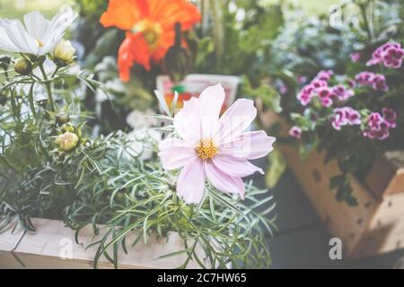 Cesto decorativo, Cosmos bipinnatus o Cosmea è una bella pianta per il giardino e la terrazza. Foto Stock