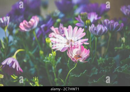 Pianta i cestini in pentole e cestini. Preparazione per la stagione del giardinaggio. Foto Stock