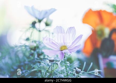 Cesto decorativo, Cosmos bipinnatus o Cosmea è una bella pianta per il giardino e la terrazza. Foto Stock