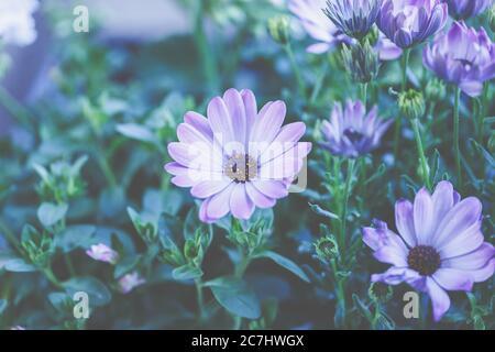 Pianta i cestini in pentole e cestini. Preparazione per la stagione del giardinaggio. Foto Stock