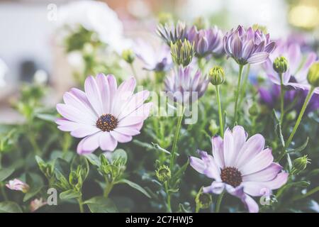 Pianta i cestini in pentole e cestini. Preparazione per la stagione del giardinaggio. Foto Stock