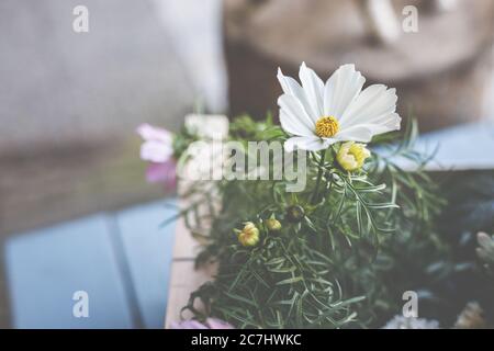 Cesto decorativo, Cosmos bipinnatus o Cosmea è una bella pianta per il giardino e la terrazza. Foto Stock