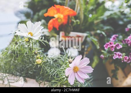 Cesto decorativo, Cosmos bipinnatus o Cosmea è una bella pianta per il giardino e la terrazza. Foto Stock