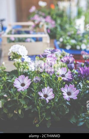 Pianta i cestini in pentole e cestini. Preparazione per la stagione del giardinaggio. Foto Stock