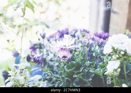 Pianta i cestini in pentole e cestini. Preparazione per la stagione del giardinaggio. Foto Stock