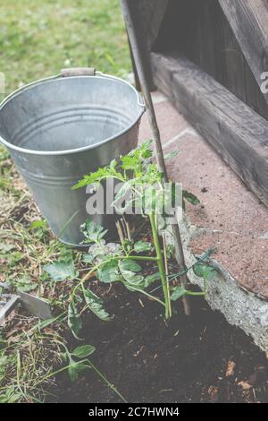 Piante di pomodoro piantate di fresco nel giardino. Foto Stock