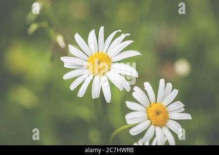 Primavera - il giardino fiorisce alla luce del sole. Margherite e margherite nel prato. Foto Stock