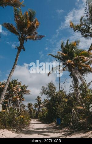 Un sentiero sabbioso fiancheggiato da palme contro un cielo blu e nuvoloso a Vieques, Puerto Rico Foto Stock