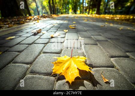 Primo piano di grandi foglie di acero giallo che si stendono sul marciapiede pedonale nel parco autunnale. Foto Stock