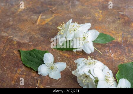 Primo piano di fiori di gelsomino sul tavolo, sfondo marrone. Foto di alta qualità Foto Stock