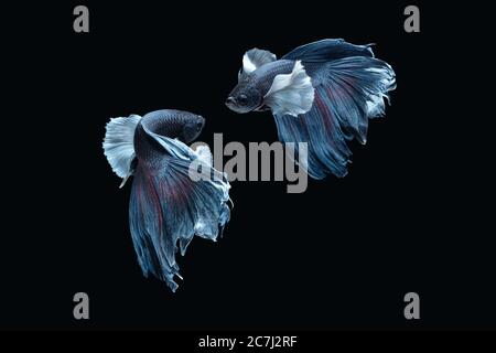 Due danzanti grigio dumbo, grande orecchio mezzaluna betta pesce siamese isolato su sfondo nero Foto Stock