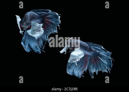Due danzanti grigio dumbo, grande orecchio mezzaluna betta pesce siamese isolato su sfondo nero Foto Stock