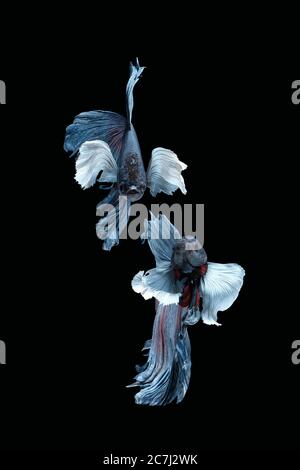 Due danzanti grigio dumbo, grande orecchio mezzaluna betta pesce siamese isolato su sfondo nero Foto Stock