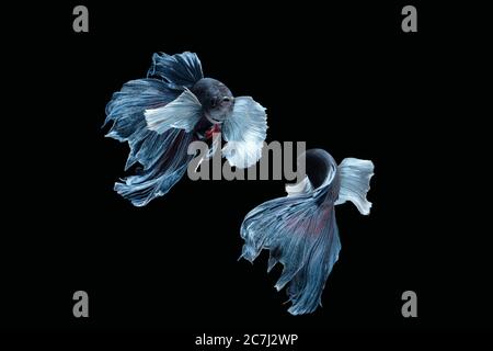 Due danzanti grigio dumbo, grande orecchio mezzaluna betta pesce siamese isolato su sfondo nero Foto Stock
