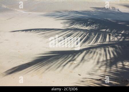 L'ombra delle palme parte da un albero di palma su una spiaggia di sabbia bianca vicino alla marea, a Culebra, Puerto Rico Foto Stock