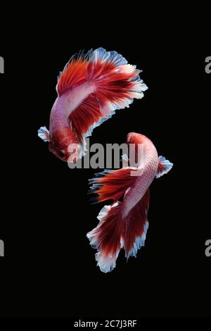 Due pesci ballerini di lotta betta siamese (lavanda di mezza luna in combinazione di colore rosso e bianco) isolati su sfondo nero. Immagine Foto Foto Stock