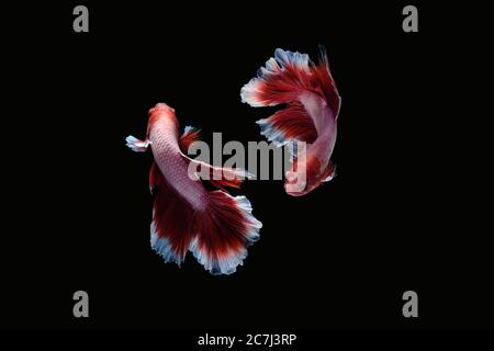 Due pesci ballerini di lotta betta siamese (lavanda di mezza luna in combinazione di colore rosso e bianco) isolati su sfondo nero. Immagine Foto Foto Stock