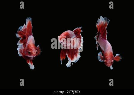 Collage fotografico di pesce da combattimento betta siamese (lavanda di mezza luna in combinazione di colore rosso e bianco) isolato su sfondo nero. Immagine Foto Foto Stock