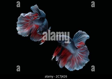 Due pesci betta danzanti (Halfmoon Rosetail in combinazione di colore grigio rosso bianco) isolati su sfondo nero. Immagine foto Foto Stock