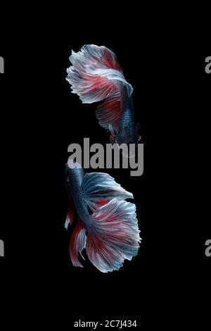 Due pesci betta danzanti (Halfmoon Rosetail in combinazione di colore grigio rosso bianco) isolati su sfondo nero. Immagine foto Foto Stock