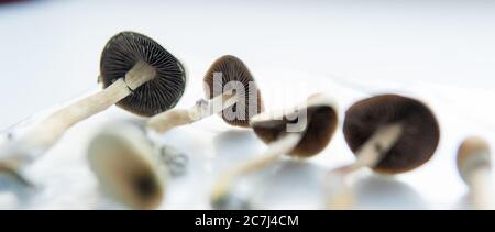 Ricerca medica sulla psilocibina. Legalizzazione dei funghi psilocibinici in America Foto Stock