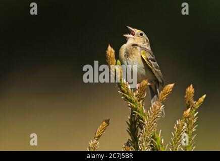 Grasshopper canto passero Foto Stock