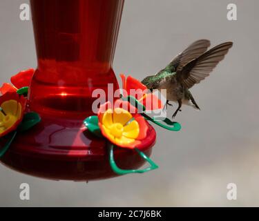 La femmina di colibrì con la gola di rubino si sposta su un alimentatore mentre si ottiene il nettare. Foto Stock