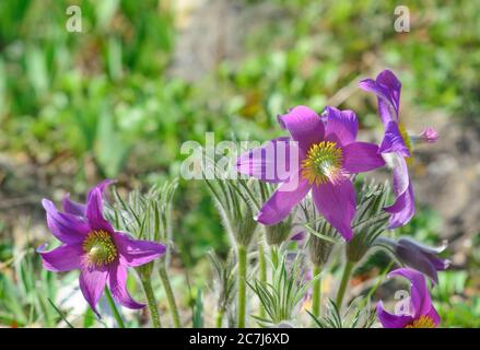 Pulsatílla pátens fiore in formato orizzontale Foto Stock