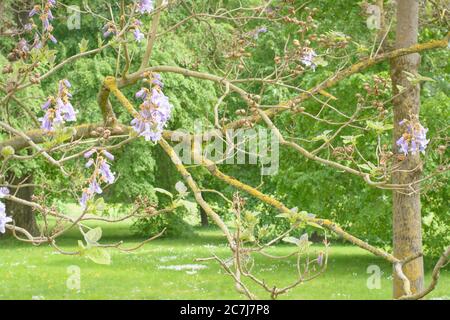 Rami con fiori di Paulownia albero in un parco Foto Stock