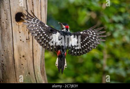 Grande picchio macchiato (Picoides Major, Dendrocopos Major), maschio in volo alla grotta di allevamento con foraggio in fattura, Svizzera, Sankt Gallen Foto Stock