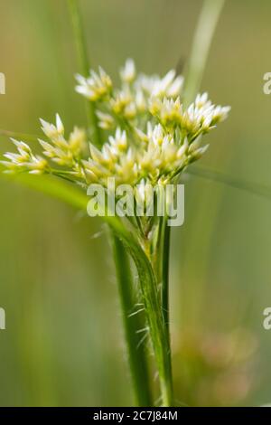 Oakforest boscoso (Luzula luzuloides. Luzula albida), infiorescenza, Paesi Bassi, Frisia Foto Stock