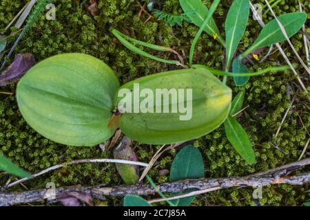 Comune a due pale, a due pale di uovo (Neottia ovata, Listera ovata), foglie, Paesi Bassi, Frisia Foto Stock