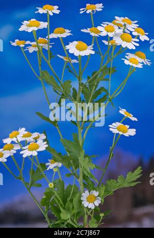Featherfew, feverfew, tansy di foglia di piuma (Tanacetum parthenium, Chrysanthemum parthenium), fiorente su sfondo blu, Germania Foto Stock