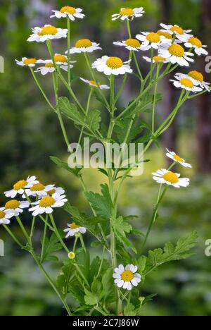 Featherfew, matricale, feather-leaf tansy (Tanacetum parthenium, Chrysanthemum parthenium), fioritura, Germania Foto Stock